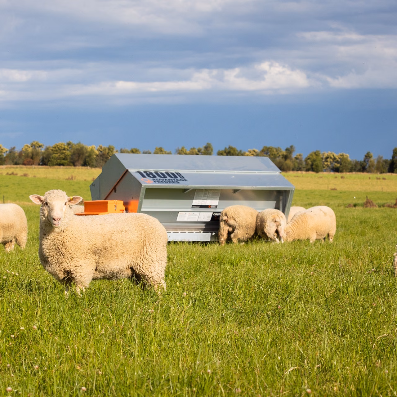 1800HD Grain Feeder (Flat Packed) - Image 3